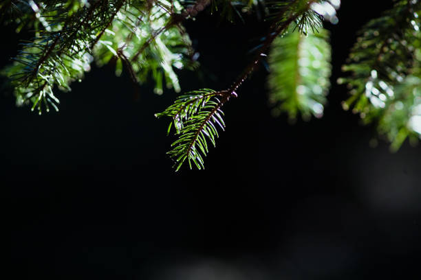 Green fur branches - bokeh stock photo