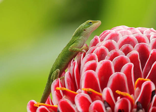 Green Gecko on a Flower stock photo