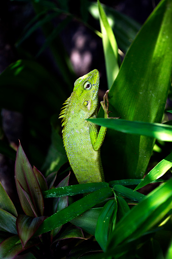 Green gecko facing upwards on a green branch with leaves in the background