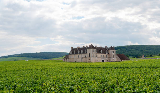 Green grand cru and premier cru vineyards with rows of pinot noir grapes plants in Cote de nuits, making of famous red Burgundy wine in Burgundy region of eastern France. stock photo