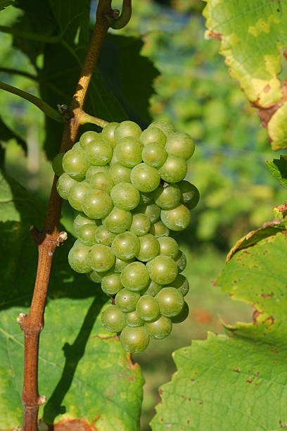 green grape on the vineyard stock photo