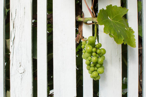 Green grapes between wooden planks of a fence. stock photo
