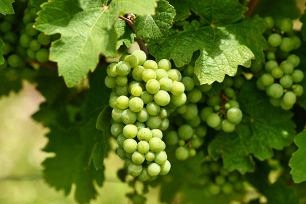 Green Grapes on branch stock photo