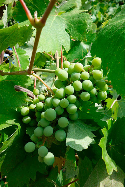 Green grapes stock photo