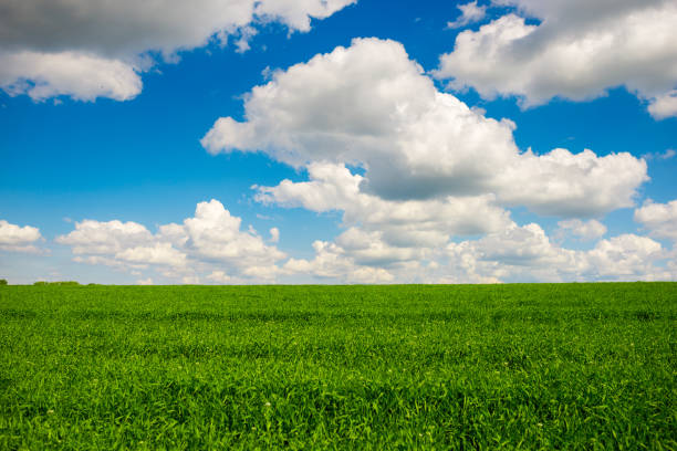 Green grass and blue sky with white clouds stock photo