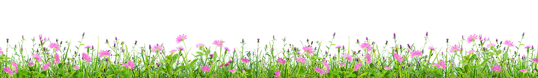 green grass and pink spring flowers isolated on white background