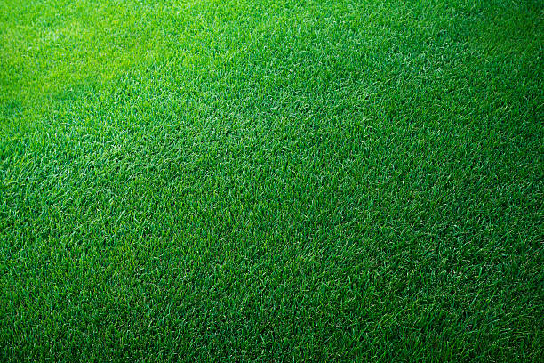 green grass background - grass texture stockfoto's en -beelden