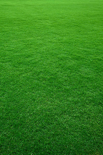 green grass background - grass texture stockfoto's en -beelden