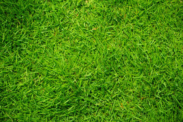 Green Grass Background stock photo