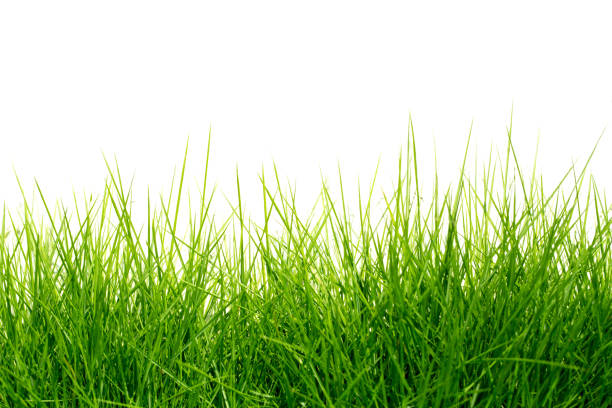 Green Grass Background stock photo