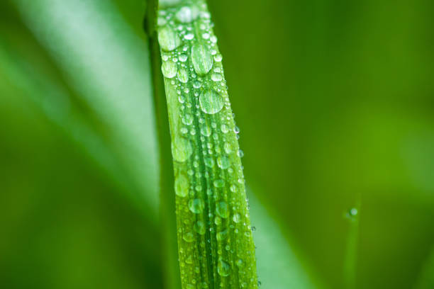 Photo of Green grass blade with drops of water