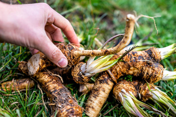 Green grass closeup view with hand holding touching dug up horseradish root in winter vegetable garden in Ukraine dacha stock photo