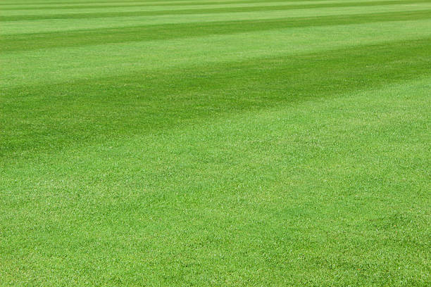 Green grass field made up of two colours stock photo