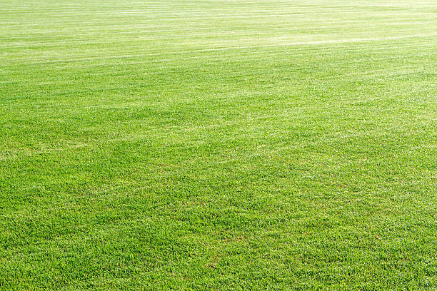 Green grass field stock photo