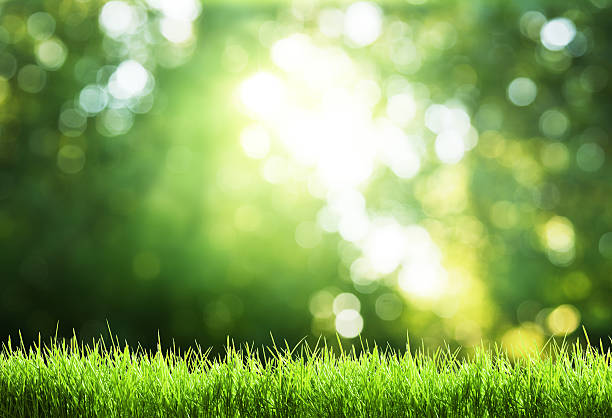 芝生の上で太陽の森 - 木漏れ日 ストックフォトと画像