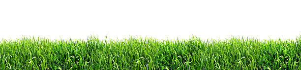XXL Green Grass Isolated on White Background Panorama XXL - Green Grass Isolated on White Background grass area stock pictures, royalty-free photos & images