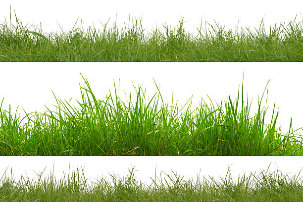 green grass isolated on white background. - gras stockfoto's en -beelden