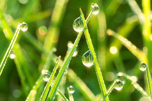 green  grass on a lawn - dauw stockfoto's en -beelden