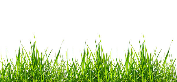 Green grass pattern (large) isolated on white background stock photo