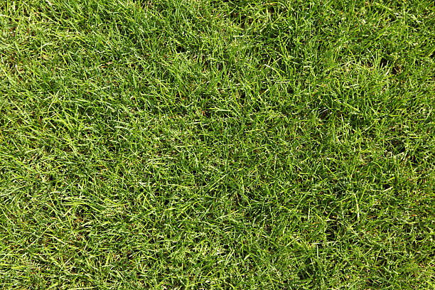 Green Grass stock photo