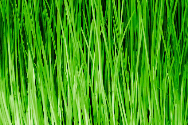 Green grass Green grass background lepro stock pictures, royalty-free photos & images