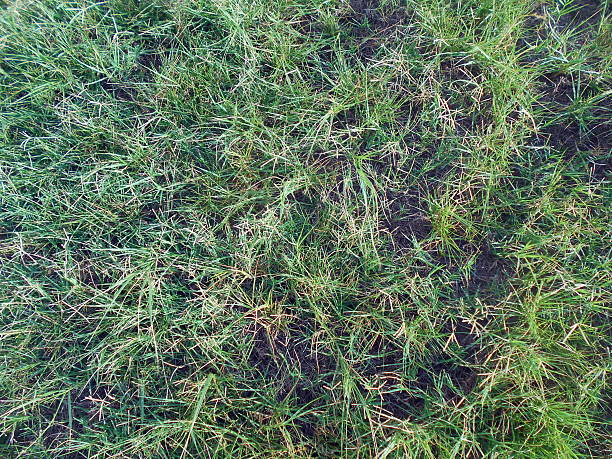 green grass stock photo