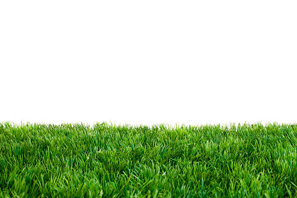 Green Grass Artificial Turf in Front of White Background. Focused on Middle of Grass. grass area stock pictures, royalty-free photos & images