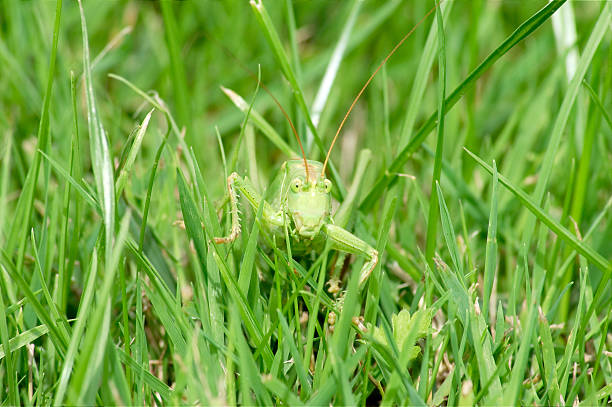 Green grasshopper stock photo