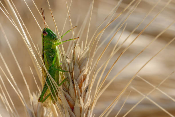 Green grasshopper sits on a yellow ear of wheat stock photo