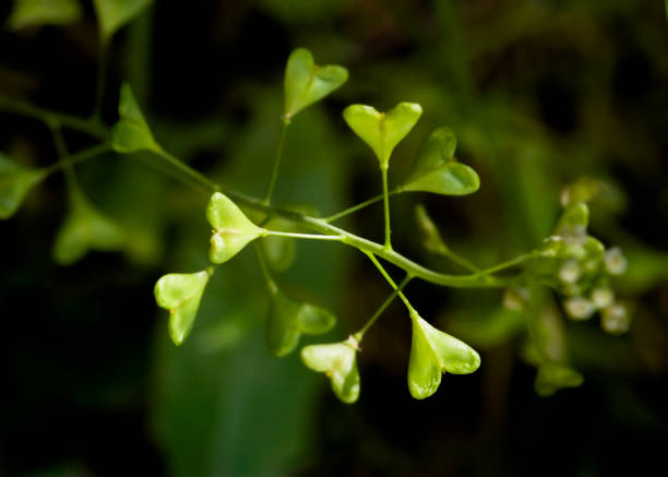 Green Hearts, Capsella bursa-pastoris, Shepherd's Purse stock photo