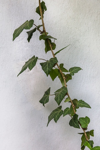 A green Hedera, commonly called ivy (plural ivies) on a white wall background