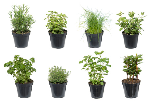 different herbs in black containers isolated on white. The different herbs are basil, parsley, mint,oregano, thyme, chive, rosemary, bay leaf.