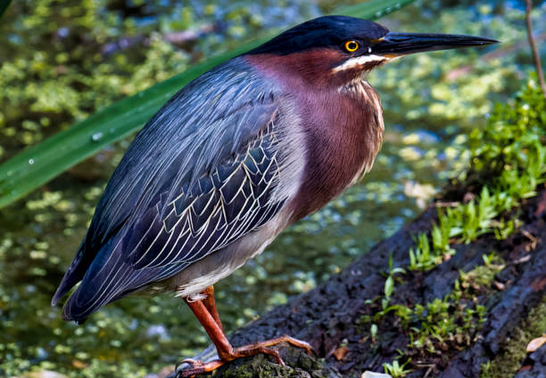 Green Heron Green Heron on a log in a rural pond. bittern bird stock pictures, royalty-free photos & images