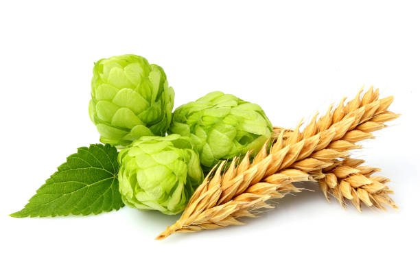 green hops, ears of barley and wheat grain. - beer hop imagens e fotografias de stock