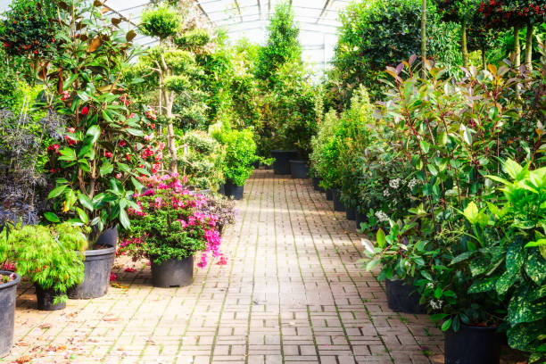 Green house Green house with flowerpots of plants and blooming azalea. Old greenhouse interior in sunny day garden center stock pictures, royalty-free photos & images
