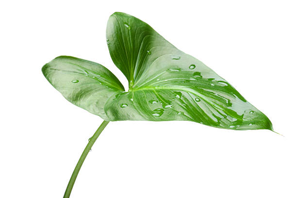 Green house plant close up stock photo