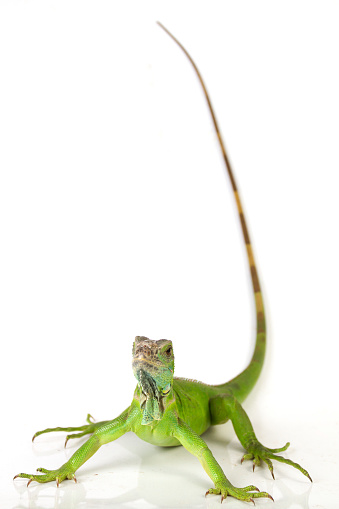 Juvenile green iguana  isolated on white background