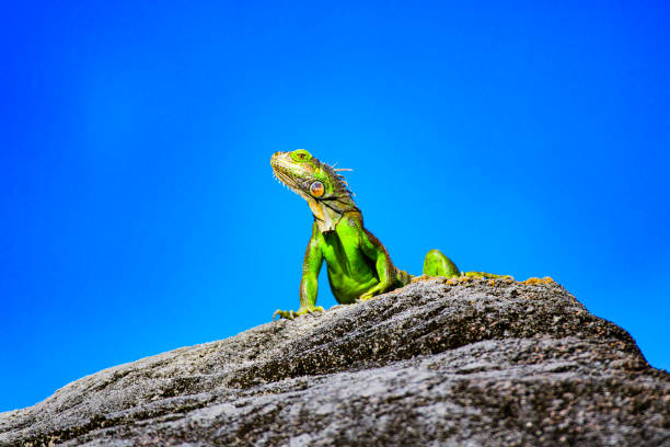 Green Iguana stock photo