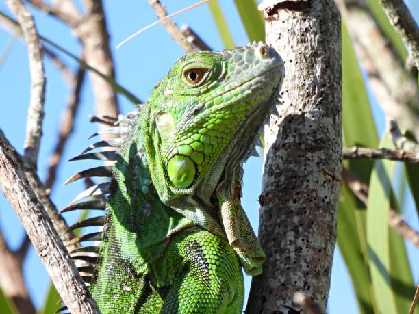 Green Iguana (Iguana iguana)  - portrait stock photo