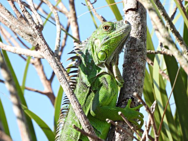 Green Iguana (Iguana iguana)  resting on the branches. stock photo