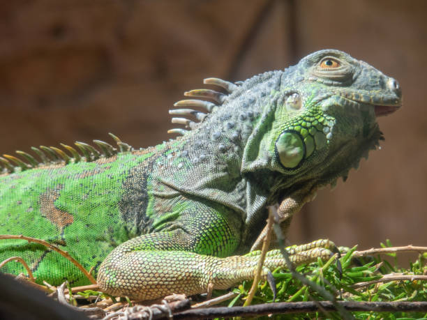 iguana verde iguana en la isla de gran canaria, españa - drake fotografías e imágenes de stock