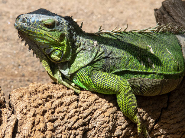 iguana verde iguana en la isla de gran canaria, españa - drake fotografías e imágenes de stock
