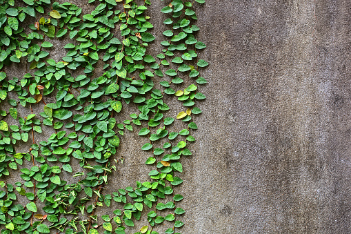 Green Ivy Leaves Or Creeper Plant On Old Cement Wall Stock Photo ...