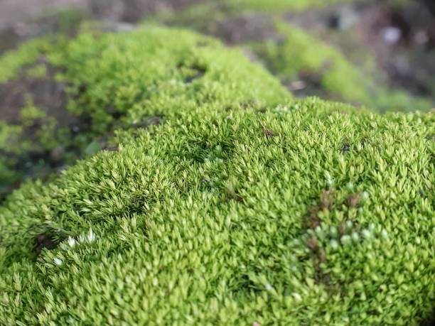 Green java moss background Green java moss background java moss stock pictures, royalty-free photos & images
