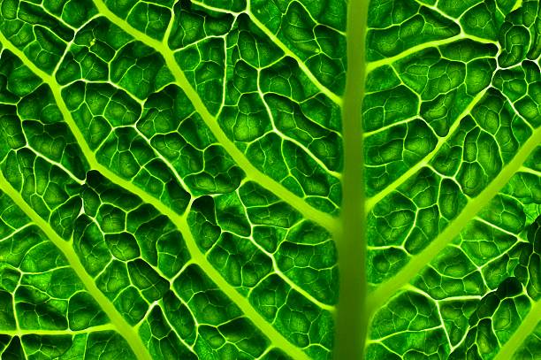 18,831 Kale Closeup Stock Photos, Pictures &amp; Royalty-Free Images - iStock