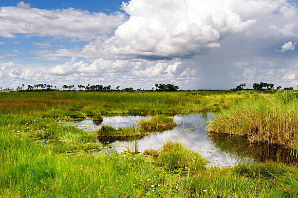 Green landscape in the rainy season, Selinda Concession,Botswana stock photo