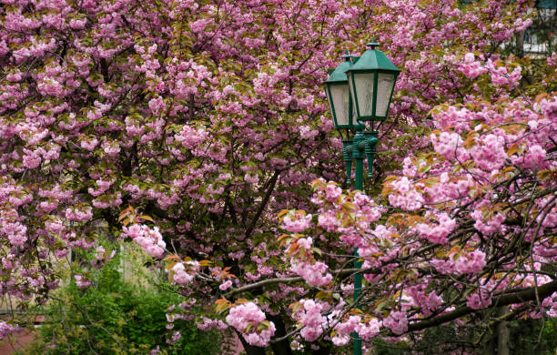 green lantern among cherry blossom. delicate pink flowers blossom of...