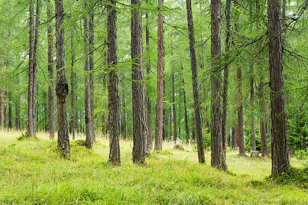 green larch forest stock photo