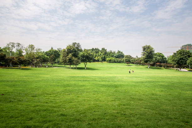 Green lawn in urban public park stock photo