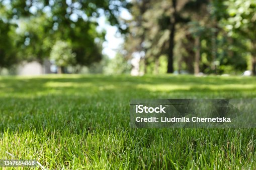 istock Green lawn with fresh grass in park 1347654868